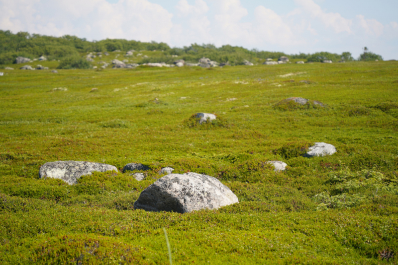 Фотоотчет по поездке на Соловки и возвращение домой через Сортавалу, Шлиссельбург и Псков. Июль 2022 г.