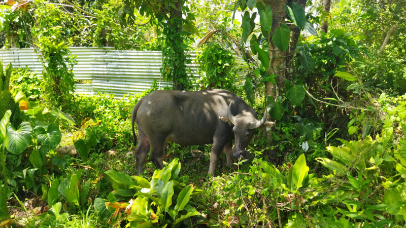 Успеть всё за 15 дней. Охота за кокосами и три прокола. Panglao, Bohol, Siquijor, Negros, Oslob, MoalBoal - 2023