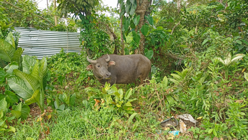 Успеть всё за 15 дней. Охота за кокосами и три прокола. Panglao, Bohol, Siquijor, Negros, Oslob, MoalBoal - 2023