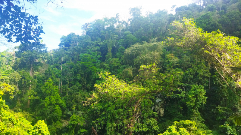 Успеть всё за 15 дней. Охота за кокосами и три прокола. Panglao, Bohol, Siquijor, Negros, Oslob, MoalBoal - 2023