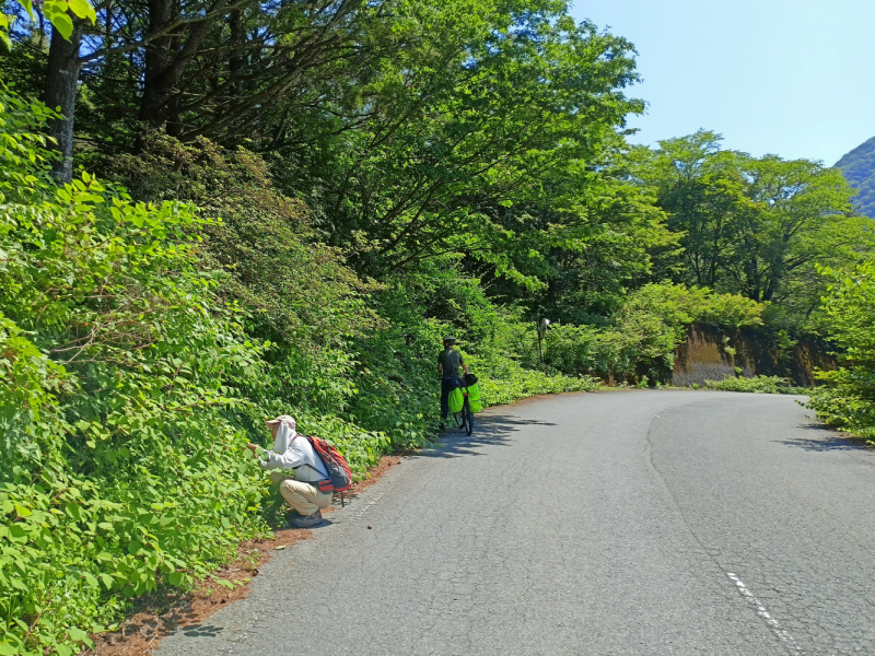 Япония на велосипеде: по горным серпантинам от онсэна до онсэна (около Japan Romantic road)