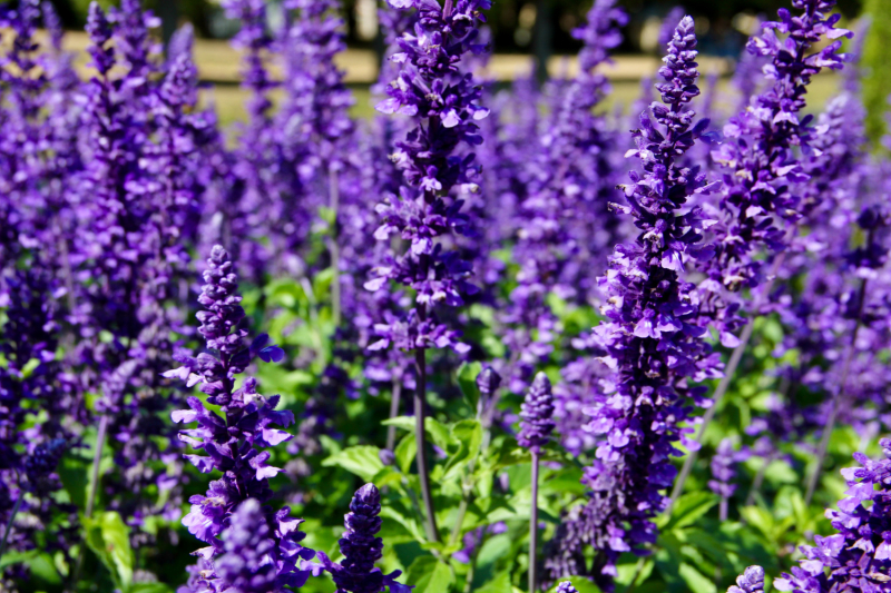 Французские зигзаги. Сентябрь 2019 г.