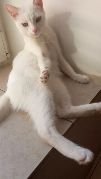 Кошки в нашей жизни. Кошки и все, что с ними связано.