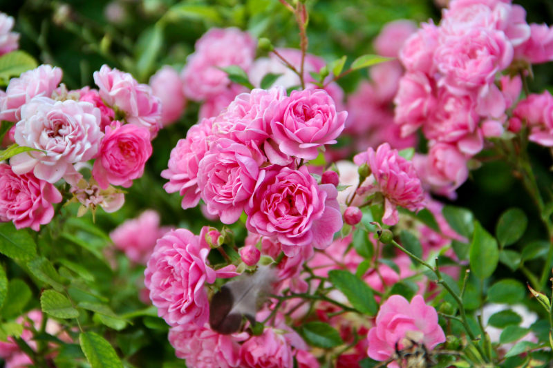 Французские зигзаги. Сентябрь 2019 г.