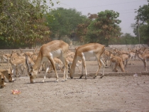 2011г.Пятимесячное путешествие по Индии с маленьким ребёнком