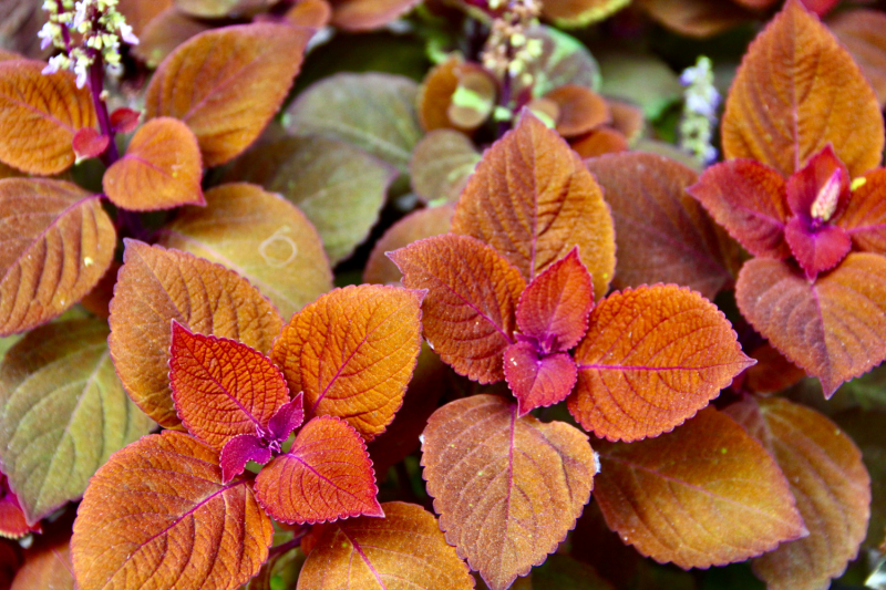 Французские зигзаги. Сентябрь 2019 г.