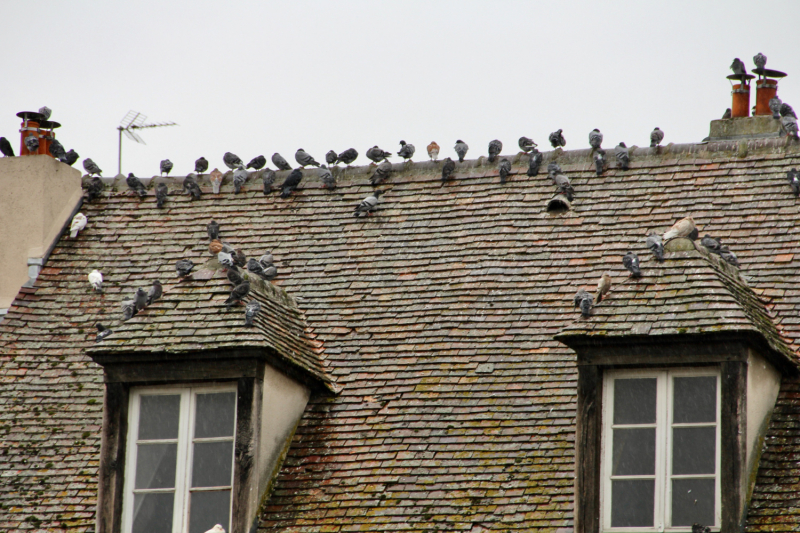 Французские зигзаги. Сентябрь 2019 г.