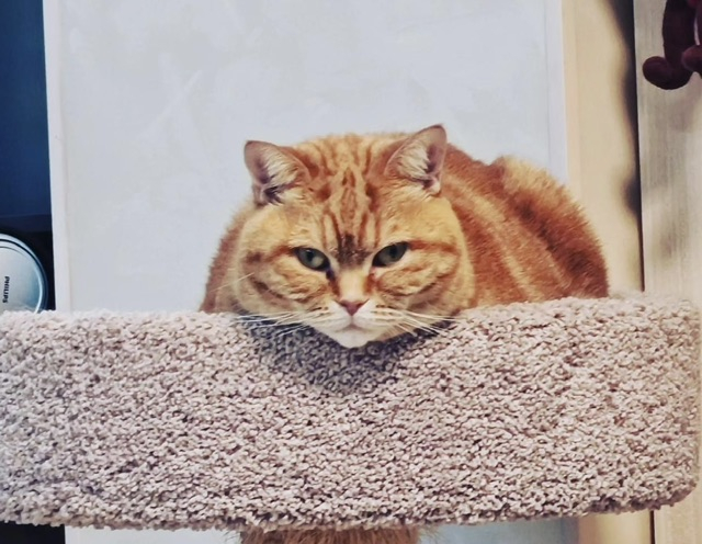 Кошки в нашей жизни. Кошки и все, что с ними связано.