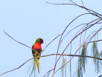 В гостях у антиподов. Перт, Мельбурн, Сидней. 31.10-14.11.2011