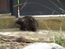 В гостях у антиподов. Перт, Мельбурн, Сидней. 31.10-14.11.2011