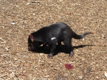 В гостях у антиподов. Перт, Мельбурн, Сидней. 31.10-14.11.2011