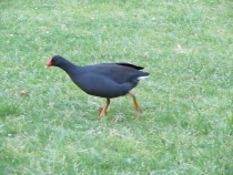 В гостях у антиподов. Перт, Мельбурн, Сидней. 31.10-14.11.2011