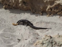 В гостях у антиподов. Перт, Мельбурн, Сидней. 31.10-14.11.2011