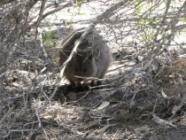 В гостях у антиподов. Перт, Мельбурн, Сидней. 31.10-14.11.2011