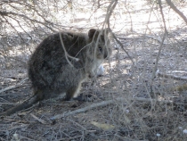 В гостях у антиподов. Перт, Мельбурн, Сидней. 31.10-14.11.2011