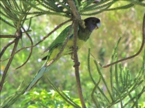 В гостях у антиподов. Перт, Мельбурн, Сидней. 31.10-14.11.2011