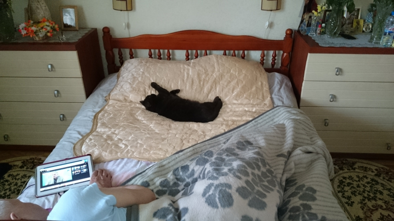 Кошки в нашей жизни. Кошки и все, что с ними связано.