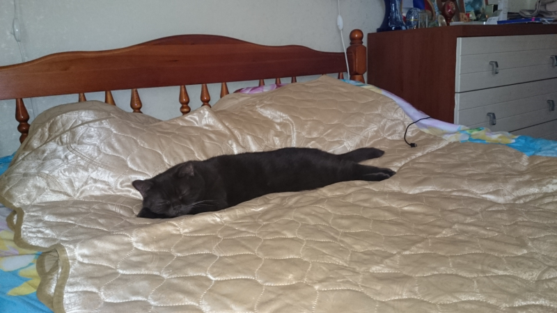 Кошки в нашей жизни. Кошки и все, что с ними связано.