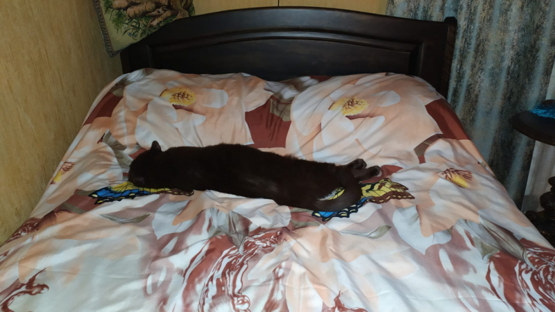 Кошки в нашей жизни. Кошки и все, что с ними связано.