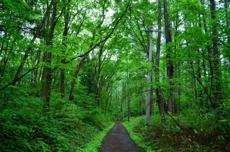 Япония на велосипеде: по горным серпантинам от онсэна до онсэна (около Japan Romantic road)