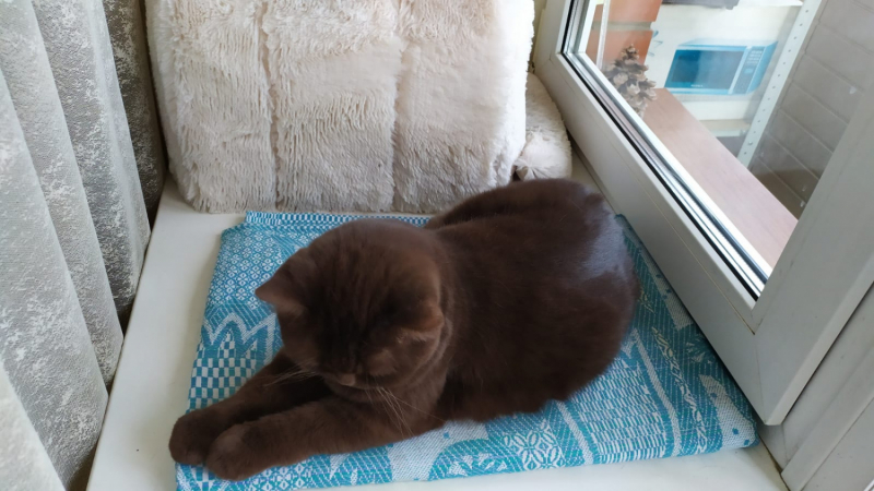 Кошки в нашей жизни. Кошки и все, что с ними связано.