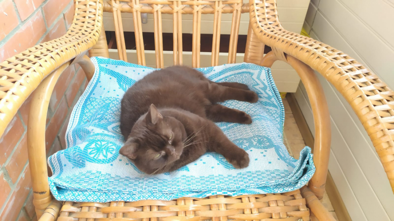 Кошки в нашей жизни. Кошки и все, что с ними связано.