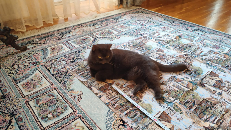 Кошки в нашей жизни. Кошки и все, что с ними связано.