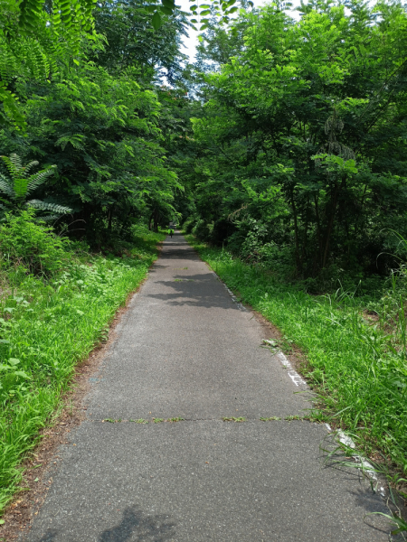 Япония на велосипеде: по горным серпантинам от онсэна до онсэна (около Japan Romantic road)