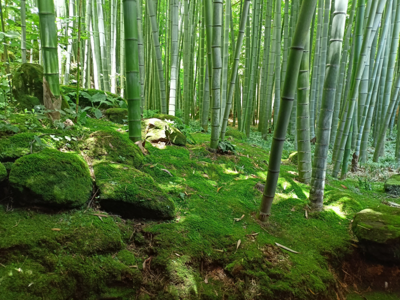 Япония на велосипеде: по горным серпантинам от онсэна до онсэна (около Japan Romantic road)