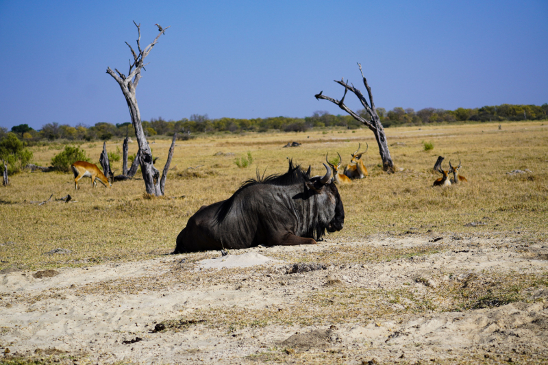 Экономичное сафари по Ботсване: Дельта Окаванго-Мореми-Савути-Чобе-Водопад Виктория
