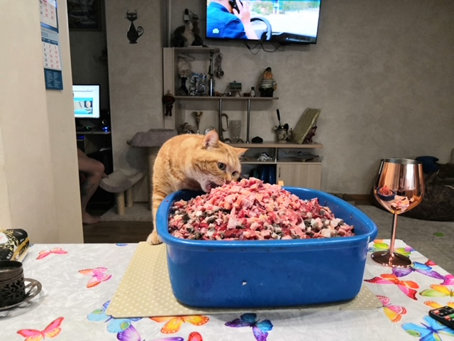 Кошки в нашей жизни. Кошки и все, что с ними связано.