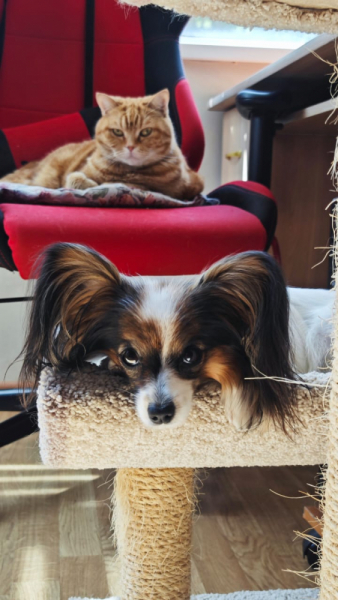 Кошки в нашей жизни. Кошки и все, что с ними связано.