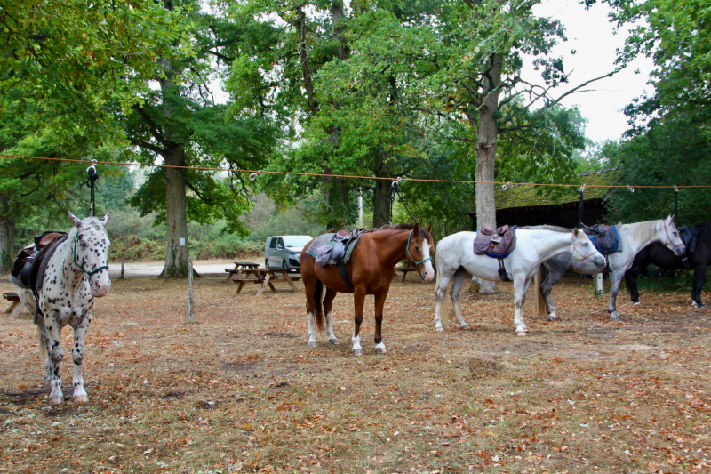 Французские зигзаги. Сентябрь 2019 г.