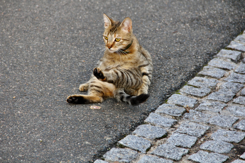 Французские зигзаги. Сентябрь 2019 г.