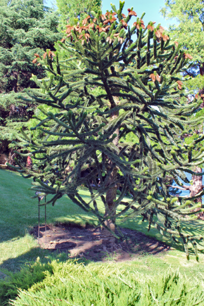 Достопримечательности Крыма: Феодосия, Коктебель, Судак, Нов свет, Ялта, Гурзуф, Ай-Петри. Фиолент Балаклава, Бахчисарай, Алушта, Евпатория, Тарханкут