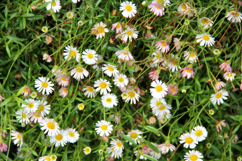 Французские зигзаги. Сентябрь 2019 г.