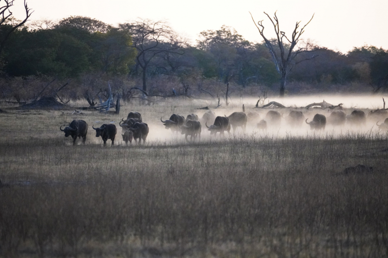 Слоны и не только. Зимбабве, Национальный парк Хванге vs Чобе, Ботсвана