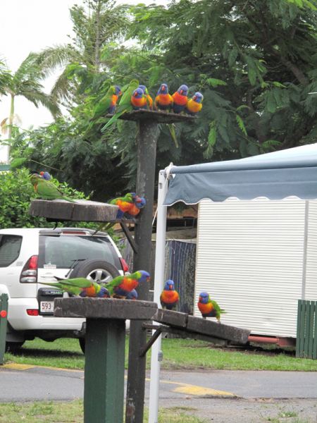 Airlie Beach и острова Whitsunday: маршрут, фото и личный опыт путешествия по Квинсленду Airlie Beach и острова Whitsunday: маршрут, фото и личный опыт путешествия по Квинсленду