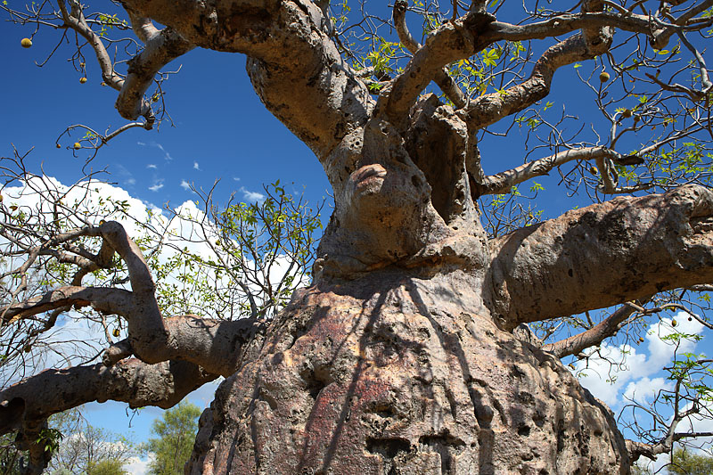 Западная Австралия на джипе: Broome - Кимберли - Gibb Road - Purnululu