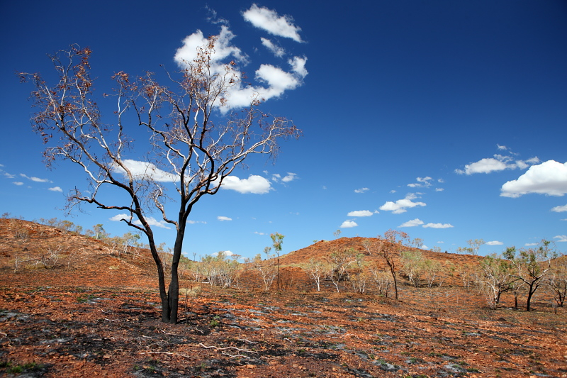 Западная Австралия на джипе: Broome - Кимберли - Gibb Road - Purnululu