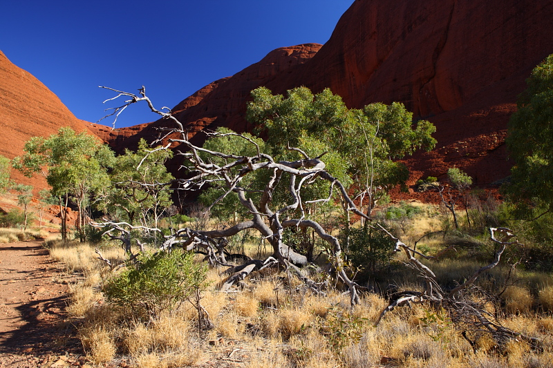 Западная Австралия на джипе: Broome - Кимберли - Gibb Road - Purnululu