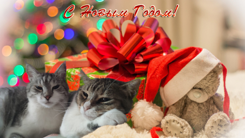 Переезд в Испанию с котиками-маскотиками или Навстречу ветру. Нулевой меридиан