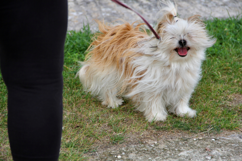 Французские зигзаги. Сентябрь 2019 г.