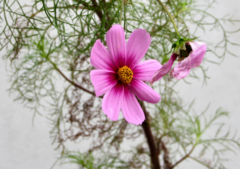 Французские зигзаги. Сентябрь 2019 г.