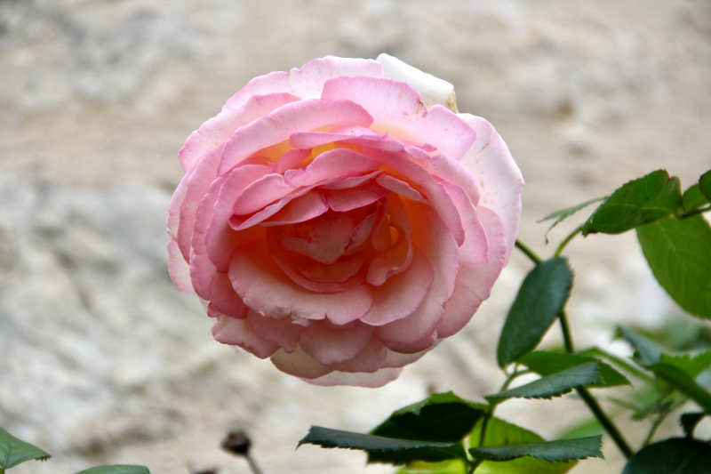 Французские зигзаги. Сентябрь 2019 г.