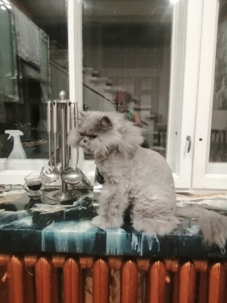 Кошки в нашей жизни. Кошки и все, что с ними связано.