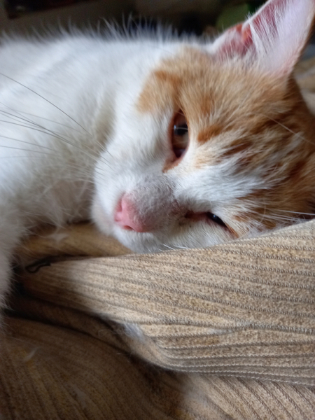 Кошки в нашей жизни. Кошки и все, что с ними связано.