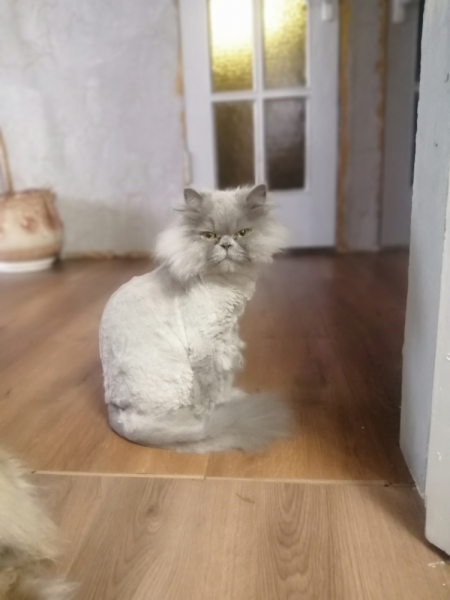 Кошки в нашей жизни. Кошки и все, что с ними связано.