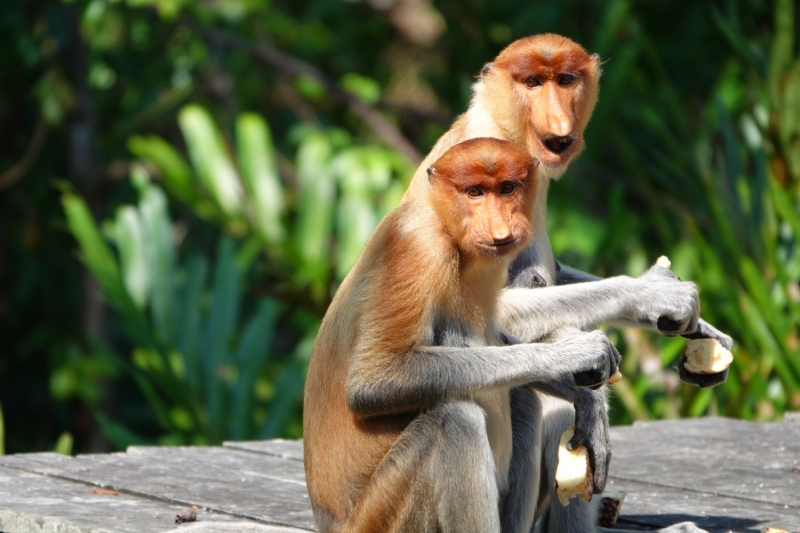 По национальным паркам Борнео летом 2023 г. животных посмотреть, себя показать и в Брунее отметиться