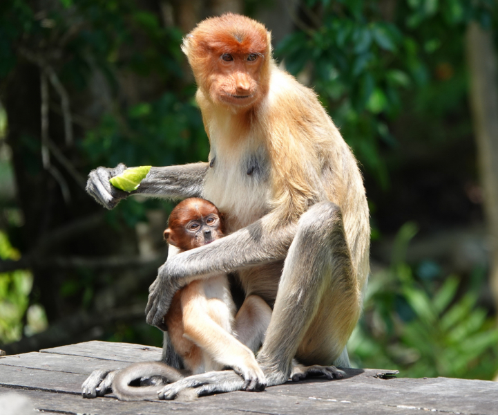 По национальным паркам Борнео летом 2023 г. животных посмотреть, себя показать и в Брунее отметиться